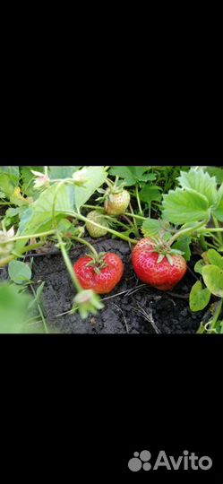 Клубника чамора туруси