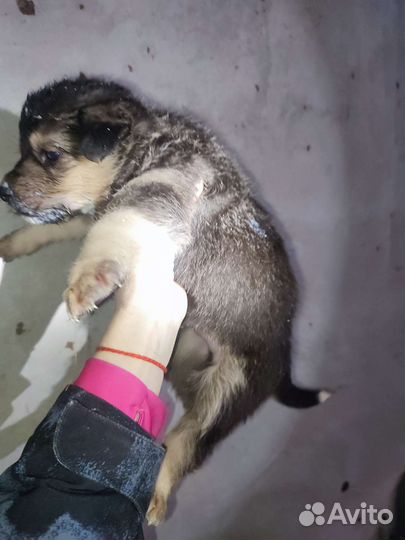 Щенок ищет дом