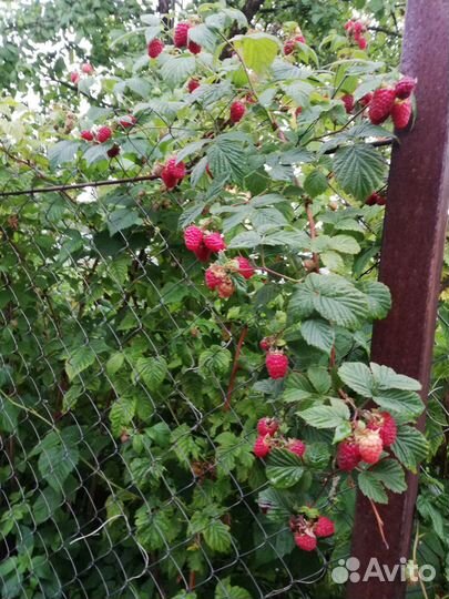 Саженцы малины Гусар