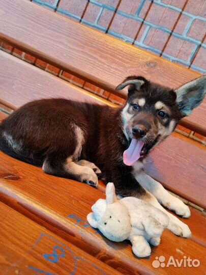 Собака щенок помесь в добрые руки