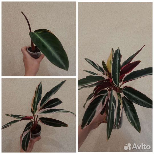 Строманта триколор