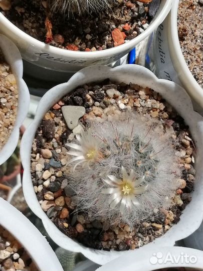 Кактусы Маммилярия