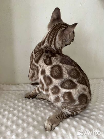 Бенгальские котята