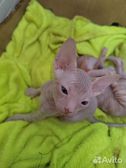 Донской сфинкс котята