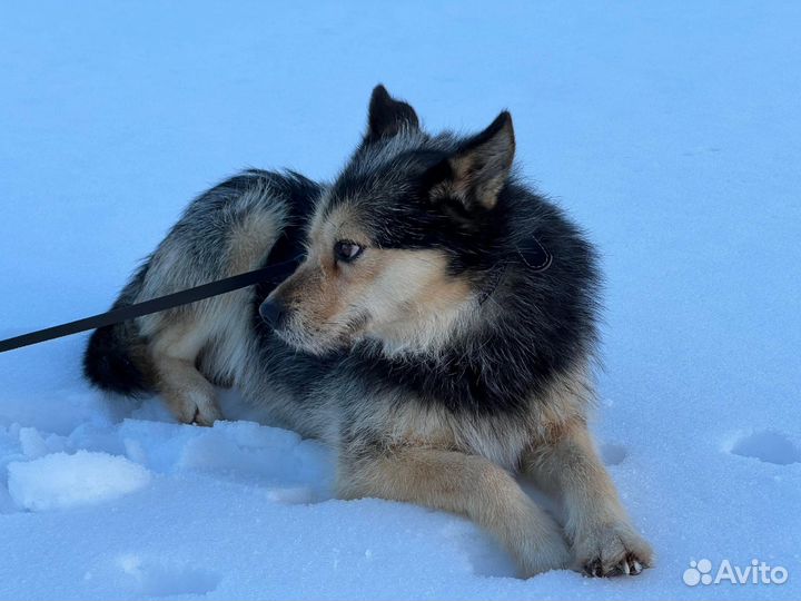 Собака ищет Дом