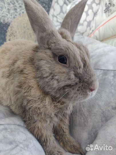 Декоративный кролик