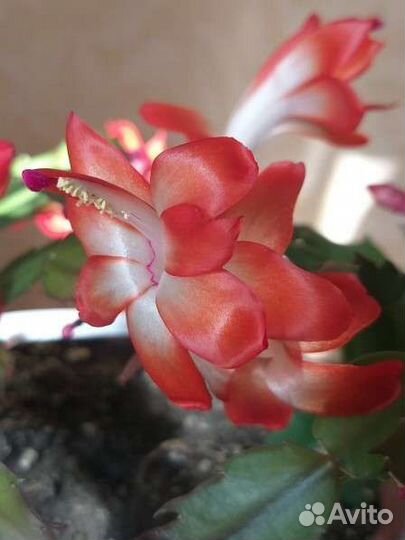 Зигокактус, шлюмбергера(Декабрист)