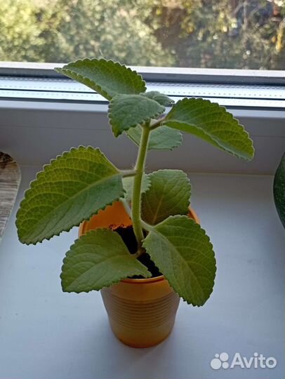 Мята домашняя