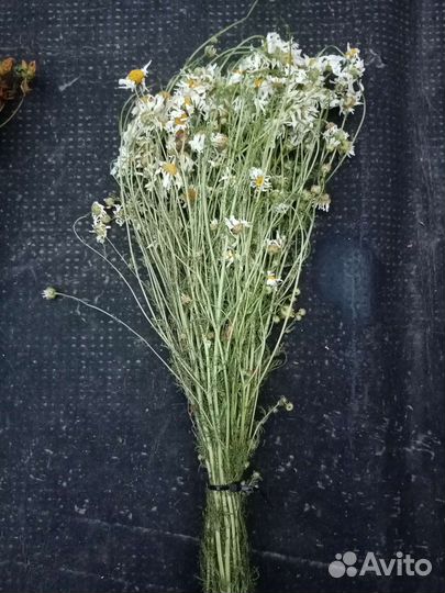 Ромашка аптечная