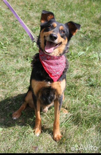 Собака в добрые руки