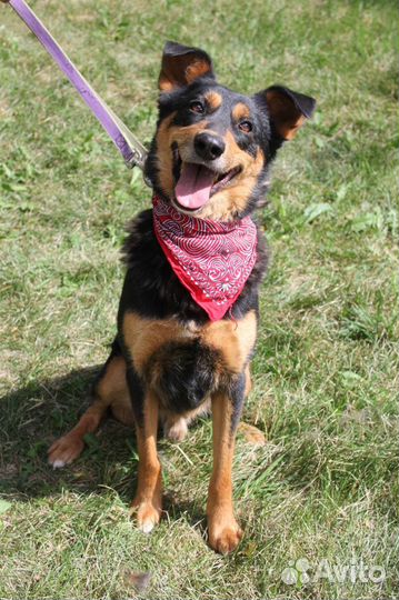 Собака в добрые руки отдам бесплатно