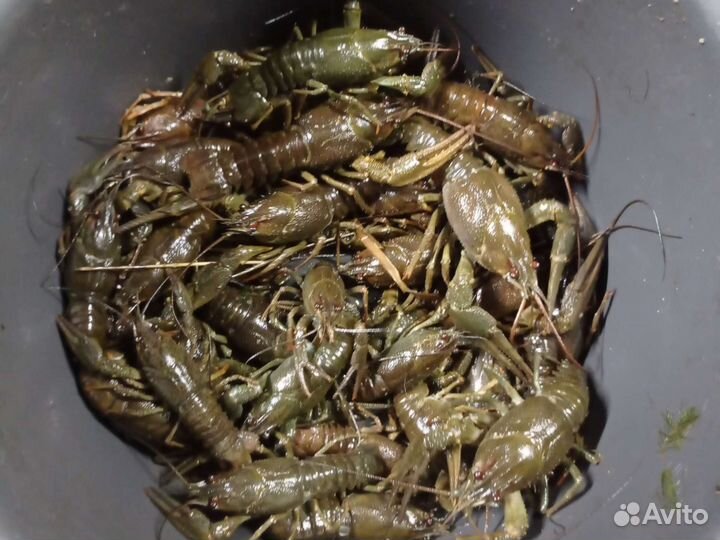 Раколовки бу