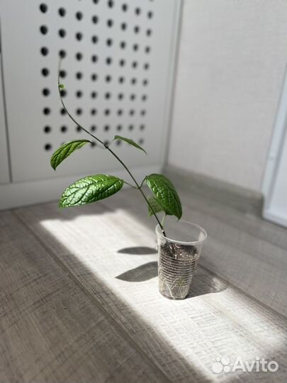 Клеродендрум томпсон