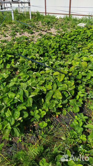 Саженцы клубники и земляники