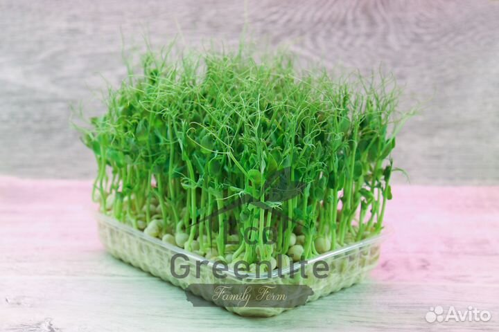 Микрозелень