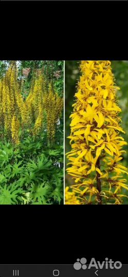 Цветы многолетники