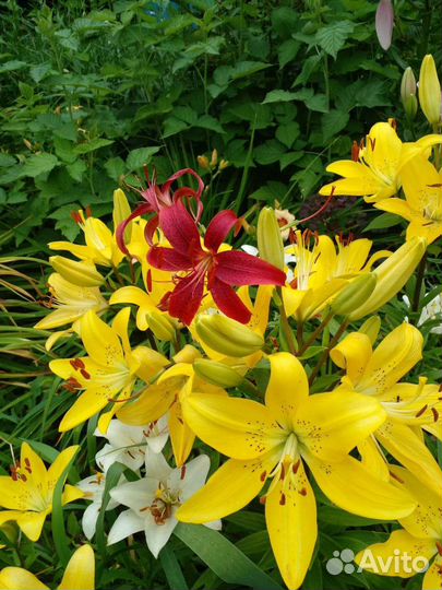 Лилии луковицы