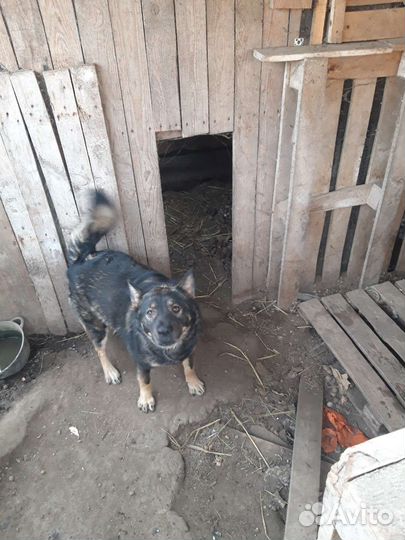 Собака в добрые руки отдам бесплатно