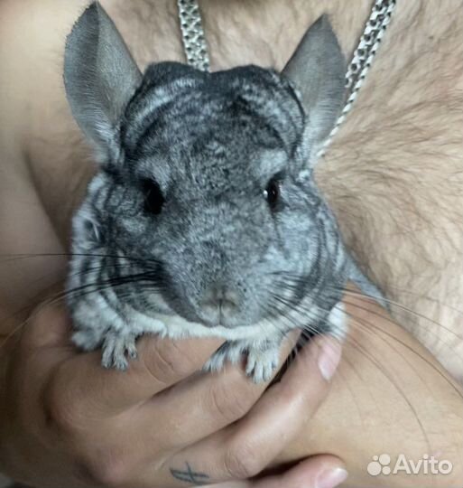 Шиншилла с клеткой