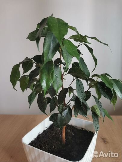 Фикус Бенджамина