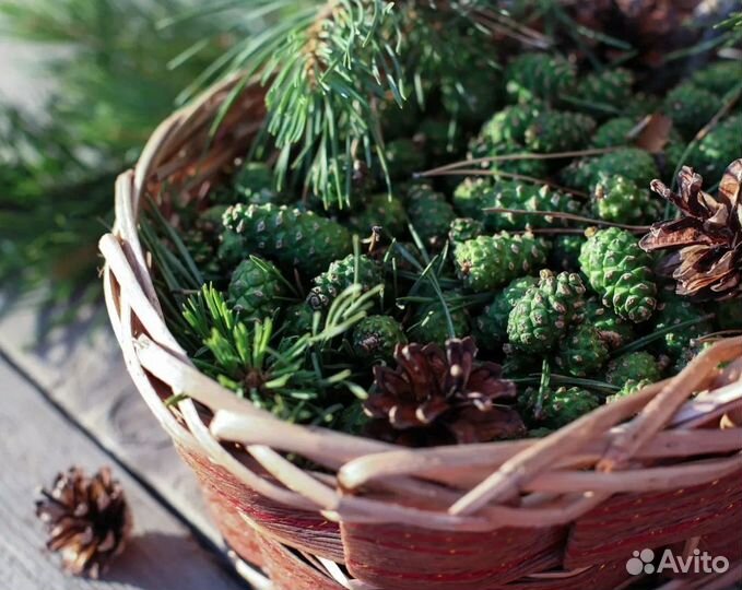 Шишки сосновые в наличии