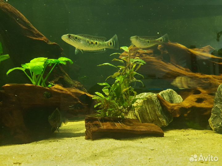 Аквариумные рыбки