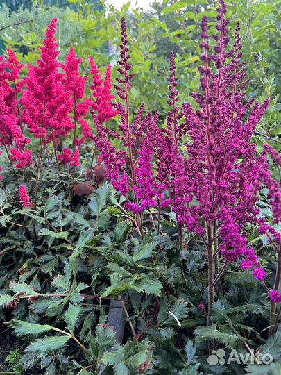 Папоротник, Астильба, хосты, многолетние цветы