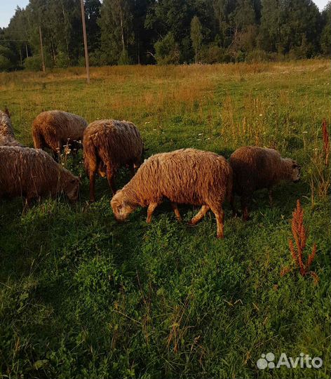 Бараны овцы