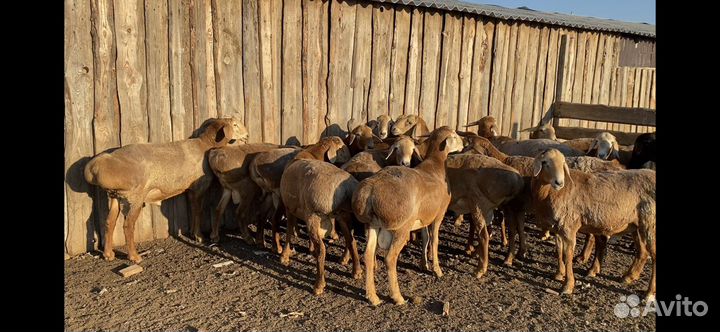 Продаются Бараны и матки