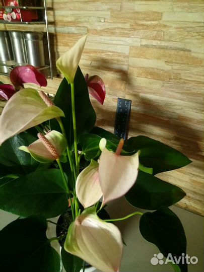 Антуриум Экзота