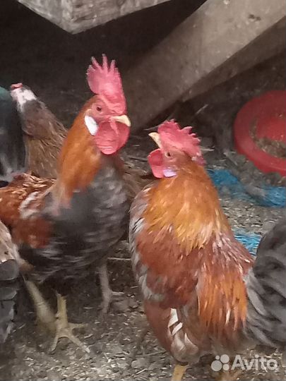 Петушки карликовые