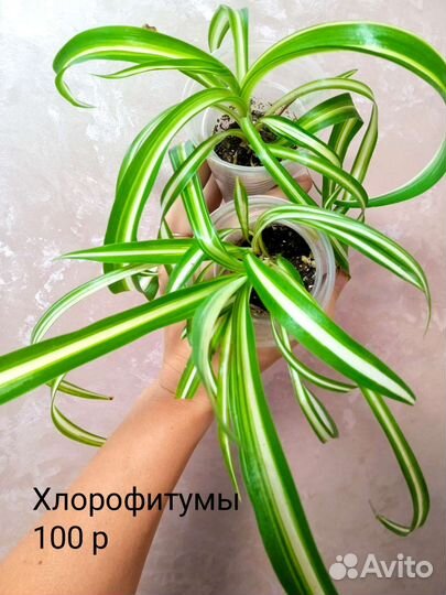 Любое комнатное растение за 100