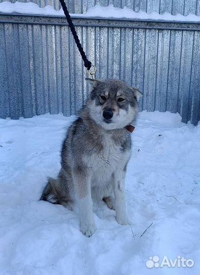 Метис хаски