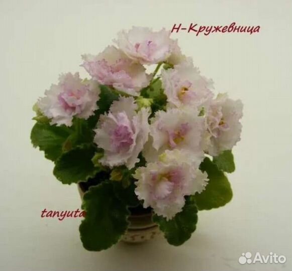 Фиалка мини