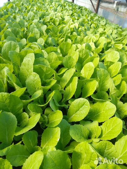 Рассада пекинской капусты