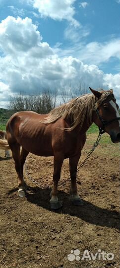 Кобыла жеребая