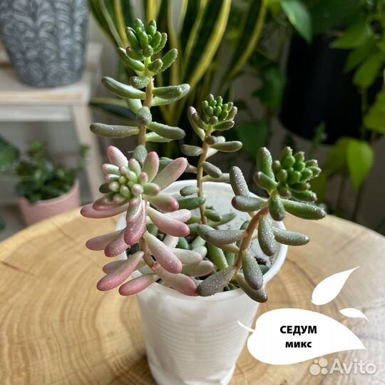 Суккуленты (остатки)