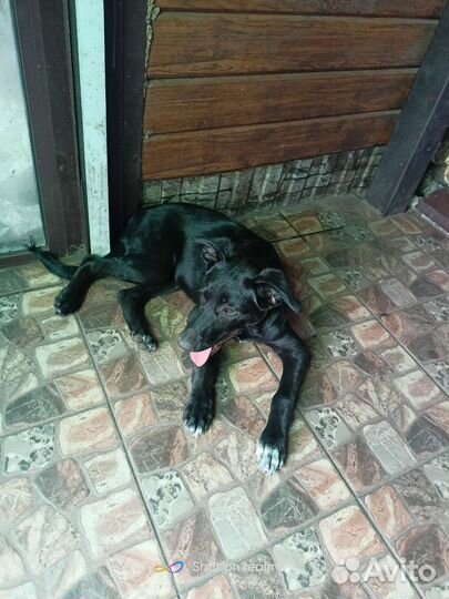 Щенок в добрые руки