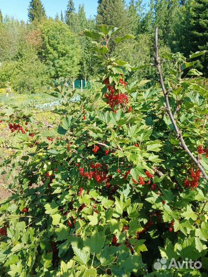 Красная Смородина