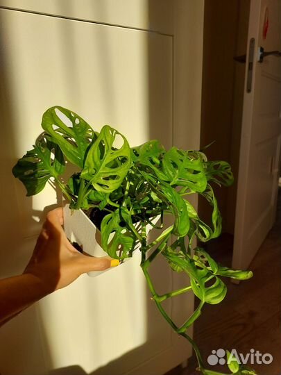 Монстера манки