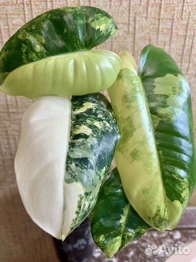 Филодендроны бурле маркс