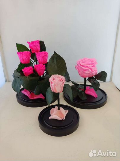 Розы оптом