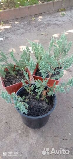 Можжевельник голубой Блю Чип