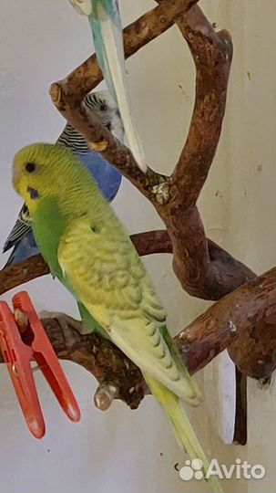 Птенцы волнистый попугай