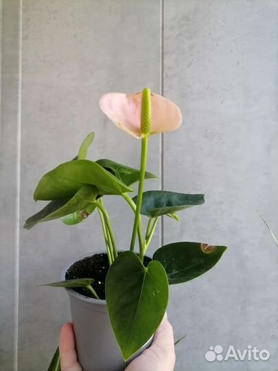 Антуриум адрианум спирит