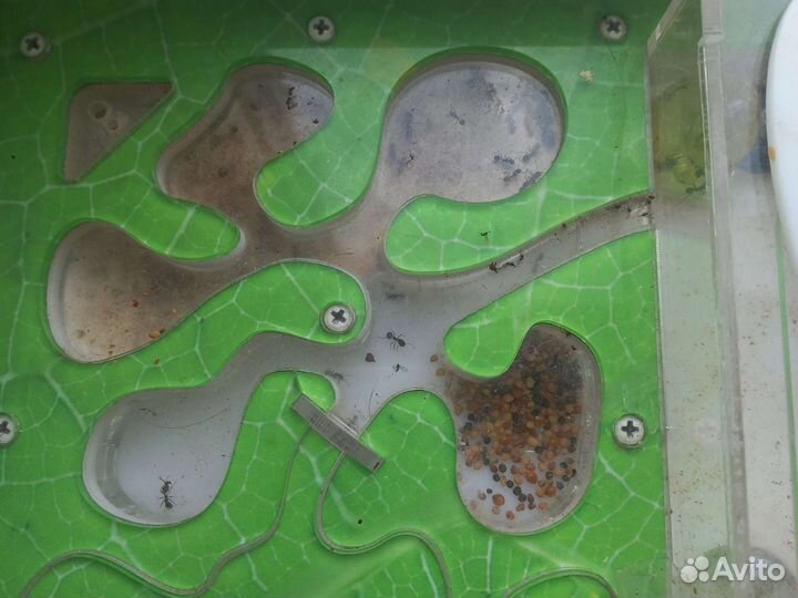 Муравьиная ферма с муравьями