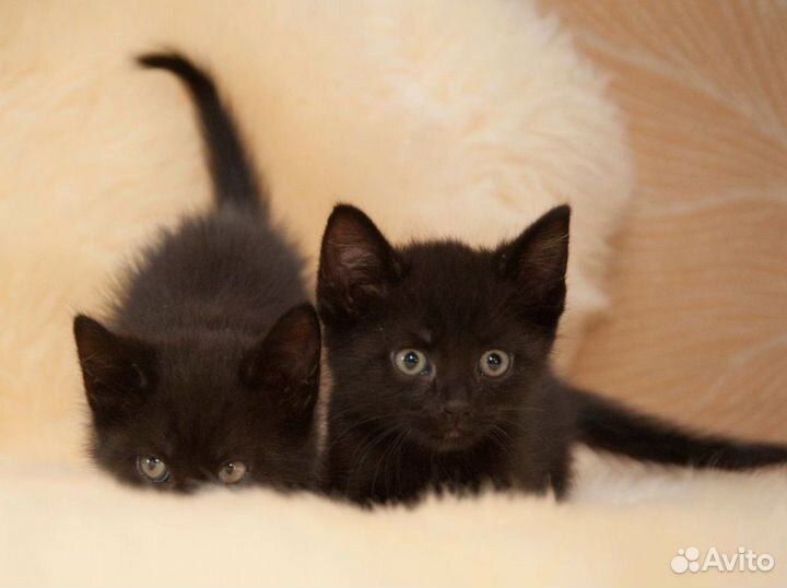 Девочки Шуша и Умка, 1,5 мес, лоток 5+