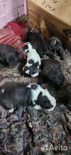 Собачки маленькие