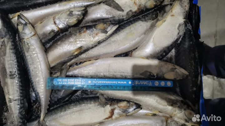 Скумбрия с головой Фареры и Атлантическая