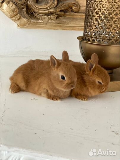 Декоративные кролики домашние